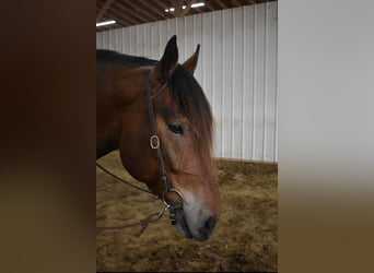 caballo de tiro Mestizo, Caballo castrado, 4 años, 163 cm, Castaño rojizo