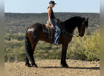 caballo de tiro, Caballo castrado, 4 años, 163 cm, Castaño rojizo