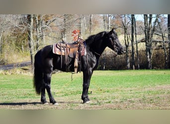 caballo de tiro, Caballo castrado, 4 años, 163 cm, Negro