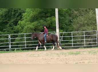 caballo de tiro Mestizo, Caballo castrado, 4 años, 163 cm, Negro