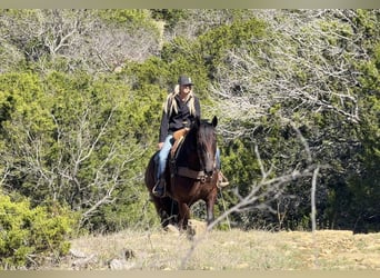 caballo de tiro Mestizo, Caballo castrado, 4 años, 163 cm, Negro