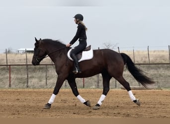 caballo de tiro Mestizo, Caballo castrado, 4 años, 163 cm, Negro