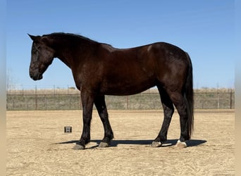 caballo de tiro Mestizo, Caballo castrado, 4 años, 163 cm, Negro