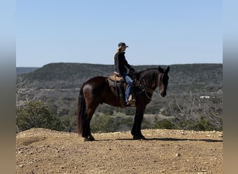 caballo de tiro Mestizo, Caballo castrado, 4 años, 163 cm, Negro