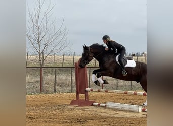 caballo de tiro Mestizo, Caballo castrado, 4 años, 163 cm, Negro