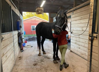 caballo de tiro, Caballo castrado, 4 años, 163 cm, Negro