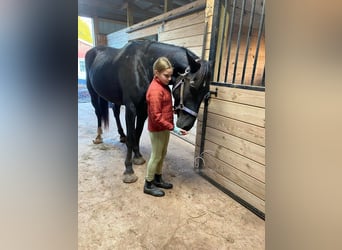 caballo de tiro, Caballo castrado, 4 años, 163 cm, Negro