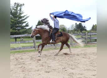 caballo de tiro Mestizo, Caballo castrado, 4 años, 163 cm, Palomino