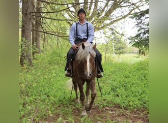 caballo de tiro Mestizo, Caballo castrado, 4 años, 163 cm, Palomino