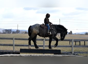 caballo de tiro Mestizo, Caballo castrado, 4 años, 163 cm, Ruano azulado