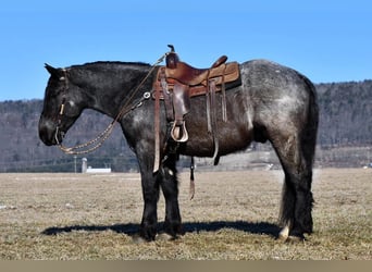 caballo de tiro Mestizo, Caballo castrado, 4 años, 163 cm, Ruano azulado