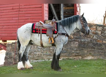 caballo de tiro, Caballo castrado, 4 años, 163 cm, Ruano azulado
