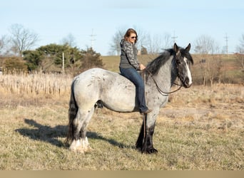 caballo de tiro, Caballo castrado, 4 años, 163 cm, Ruano azulado