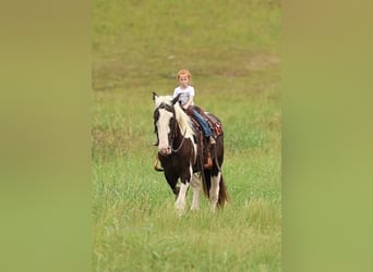 caballo de tiro, Caballo castrado, 4 años, 163 cm, Tobiano-todas las-capas