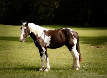 caballo de tiro, Caballo castrado, 4 años, 163 cm, Tobiano-todas las-capas