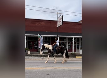 caballo de tiro, Caballo castrado, 4 años, 163 cm, Tobiano-todas las-capas