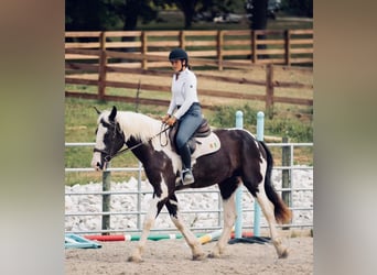 caballo de tiro, Caballo castrado, 4 años, 163 cm, Tobiano-todas las-capas