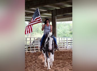 caballo de tiro, Caballo castrado, 4 años, 163 cm, Tobiano-todas las-capas