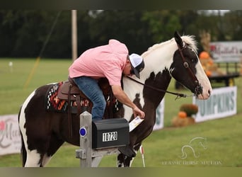 caballo de tiro, Caballo castrado, 4 años, 163 cm, Tobiano-todas las-capas