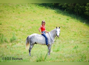caballo de tiro, Caballo castrado, 4 años, 163 cm, Tordo rodado