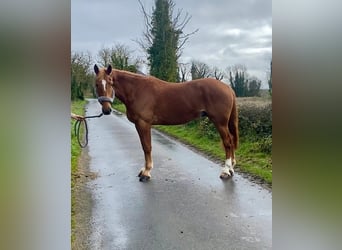 caballo de tiro, Caballo castrado, 4 años, 164 cm, Alazán-tostado