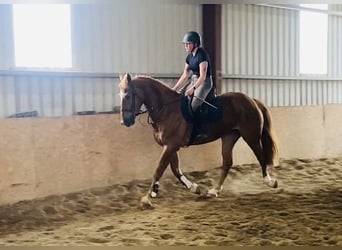 caballo de tiro, Caballo castrado, 4 años, 164 cm, Alazán-tostado