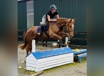 caballo de tiro, Caballo castrado, 4 años, 164 cm, Alazán-tostado