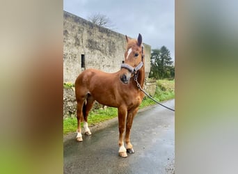 caballo de tiro, Caballo castrado, 4 años, 164 cm, Alazán-tostado