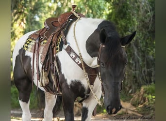 caballo de tiro, Caballo castrado, 4 años, 165 cm