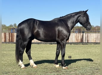 caballo de tiro Mestizo, Caballo castrado, 4 años, 165 cm, Negro