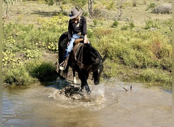 caballo de tiro Mestizo, Caballo castrado, 4 años, 165 cm, Negro