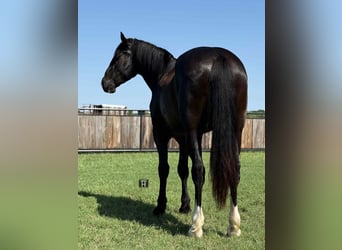 caballo de tiro, Caballo castrado, 4 años, 165 cm, Negro