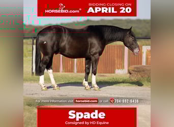 caballo de tiro Mestizo, Caballo castrado, 4 años, 165 cm, Negro