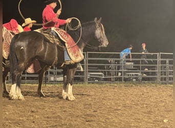 caballo de tiro Mestizo, Caballo castrado, 4 años, 165 cm, Negro