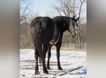 caballo de tiro, Caballo castrado, 4 años, 165 cm, Overo-todas las-capas
