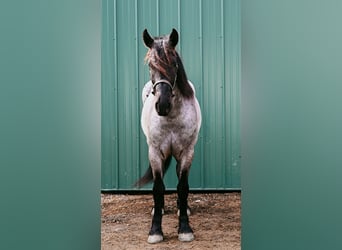 caballo de tiro, Caballo castrado, 4 años, 165 cm, Ruano azulado