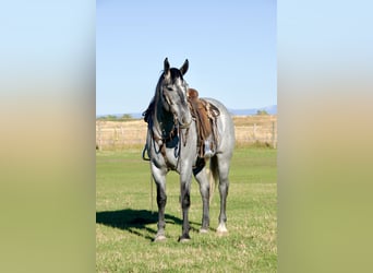 caballo de tiro Mestizo, Caballo castrado, 4 años, 165 cm, Ruano azulado