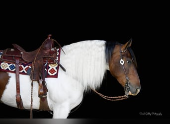 caballo de tiro, Caballo castrado, 4 años, 165 cm, Tobiano-todas las-capas