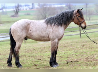 caballo de tiro Mestizo, Caballo castrado, 4 años, 168 cm, Castaño-ruano
