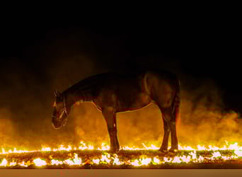 caballo de tiro Mestizo, Caballo castrado, 4 años, 168 cm, Negro