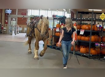 caballo de tiro, Caballo castrado, 4 años, 168 cm, Palomino