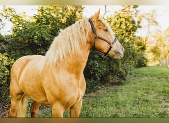 caballo de tiro, Caballo castrado, 4 años, 168 cm, Palomino