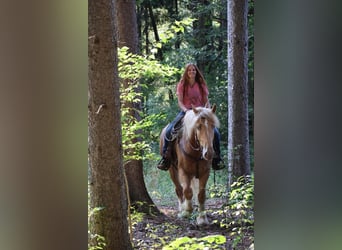 caballo de tiro, Caballo castrado, 4 años, 168 cm, Palomino