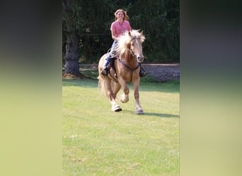 caballo de tiro, Caballo castrado, 4 años, 168 cm, Palomino