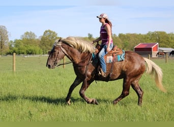 caballo de tiro, Caballo castrado, 4 años, 170 cm, Castaño