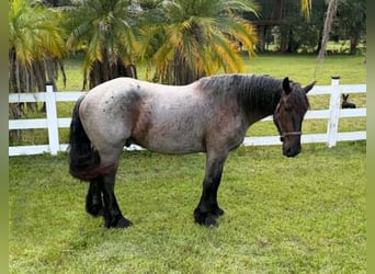 caballo de tiro, Caballo castrado, 4 años, 170 cm, Ruano azulado