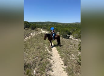 caballo de tiro Mestizo, Caballo castrado, 4 años, 173 cm, Castaño rojizo