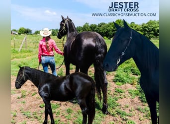 caballo de tiro, Caballo castrado, 4 años, 173 cm, Negro