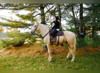 caballo de tiro, Caballo castrado, 4 años, 173 cm, Palomino