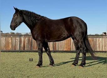 caballo de tiro, Caballo castrado, 4 años, 175 cm, Negro